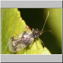 Stephanitis takeyai - Andromeda-Netzwanze 4mm 01b.jpg